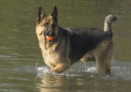 Picture of a majestic german shepherd standing in a lake with a ball in his mouth.